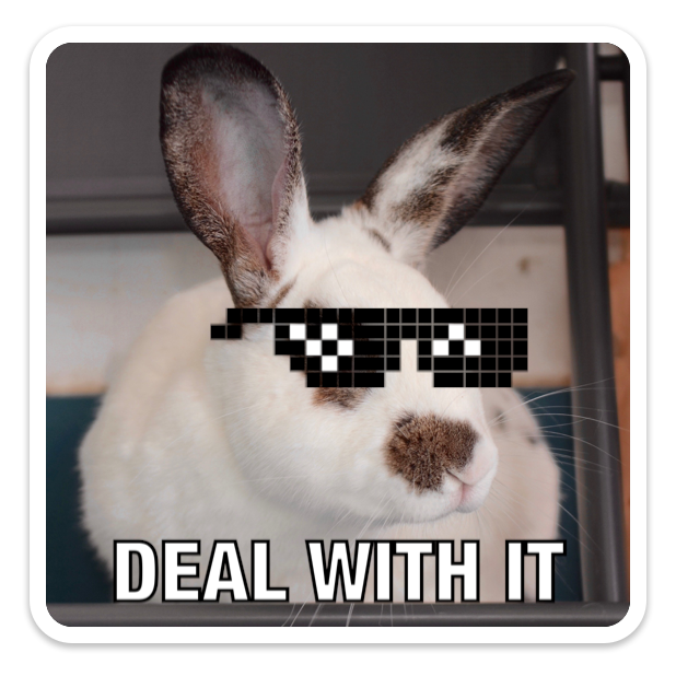 deal with it bunny